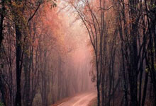 中国股票配资网官网在线客服:股票平台推荐-超60家公司拟中期分红 多家头部企业首次宣告分红